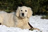 GOLDEN RETRIEVER 804